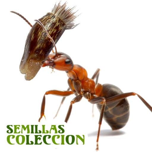 Raccolta di Semi